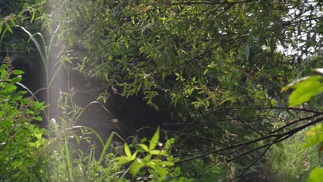 20260211原始技术——河边椰子煮蜗牛