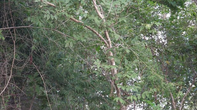 20260211原始技术——煮螃蟹