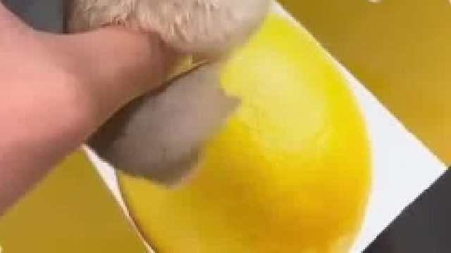 你的咋这胖，吃啥的啊