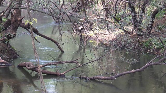 20260211原始技术⧸寻找食物遇见鸭子和煮鸡蛋