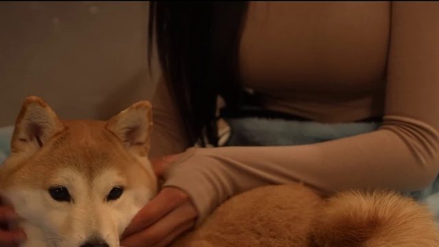 20260211️巨型豪华充气帐篷舒适雪地露营｜温暖的灯光、寒冷的夜晚和我的狗