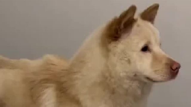 狗子看着窗外一直发抖低吼，反倒把主人吓一跳，网友：狗都炸毛了