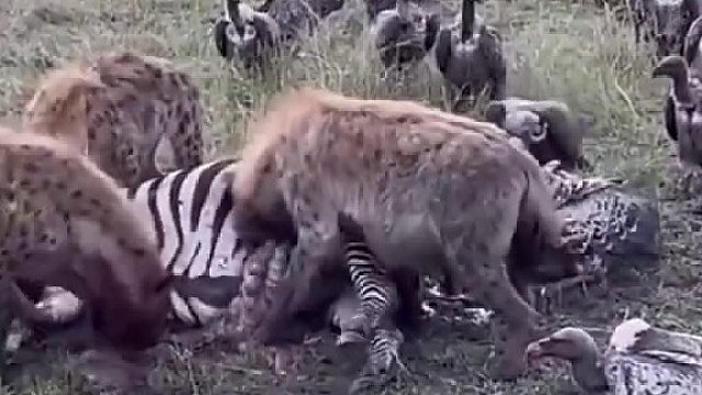 蛇毒没有这么大毒性，你说的太恐怖。邪乎！