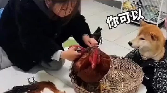 小孩姐剪下鸡毛，完成自己的手工作业，鸡：好看吧 拿我鸡毛做的