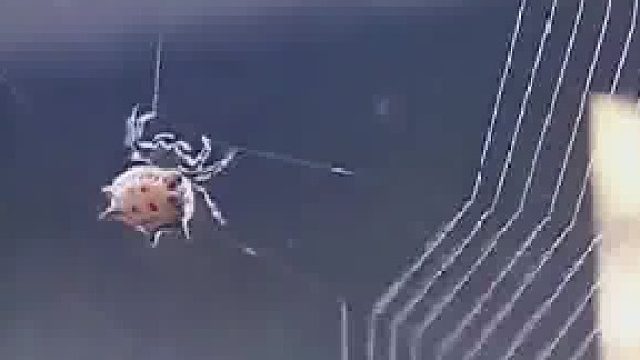 这就叫传承 人家祖辈干这个的