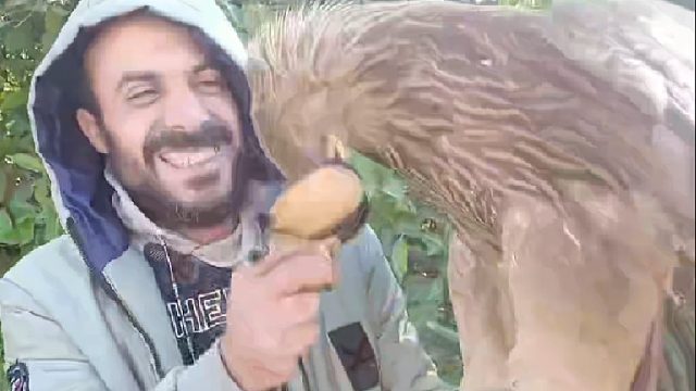 男子在果园里训练金雕，就连野狼狗也被金雕捉住