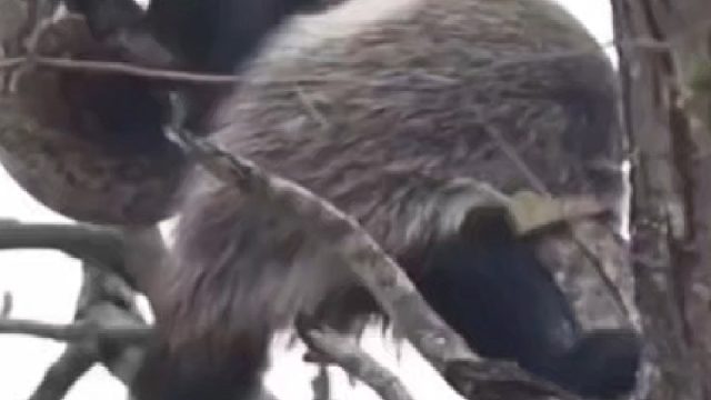 平头哥爬到树上想要抓捕巨蟒吃，不料下一秒悲剧了