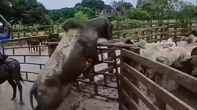 几百头牛儿遭遇洪水侵袭