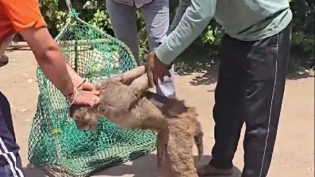 咬伤村民的猴子终于被逮住