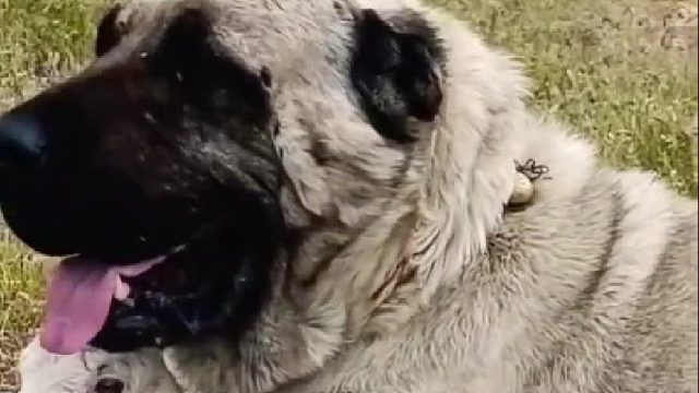 野狼强制进攻捕杀绵羊，不料遭到坎高犬狠狠反制