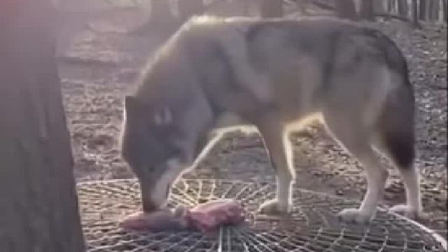 野狼偷袭家畜遭到牧民暴怒反击