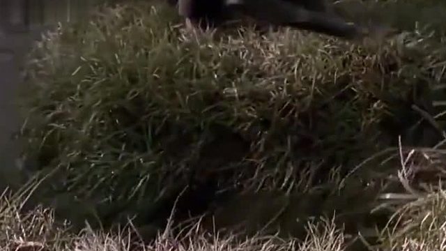 狼跟不上你，狼表扬你