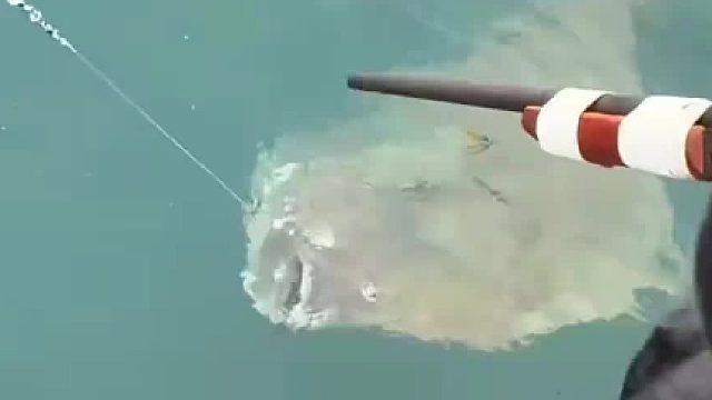 全世界最大的鲽鱼