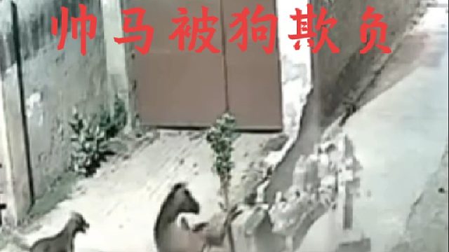 马儿遭到一群恶犬围追袭击，最后却被蜥蜴收拾了