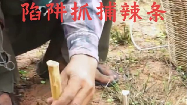 眼镜蛇咬伤家畜，愤怒的三哥布置陷阱活捉