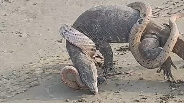 毒魔界的两大扛把子狭路相逢直接开战