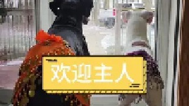 主人回来屁股都要摇飞了