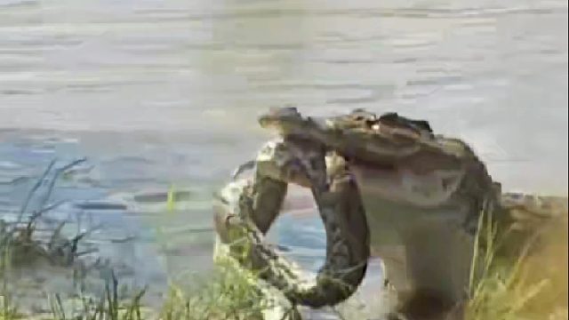 巨蟒想要袭击皮糙肉厚的鳄鱼老六，不料结局老惨了