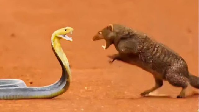 浑身散发毒气的眼镜王与蛇獴狭路相逢直接开战