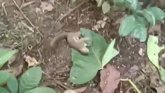 国外小哥自制猎枪捕获了十几只野味