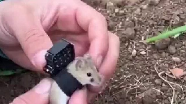 带你看看老鼠洞里的样子