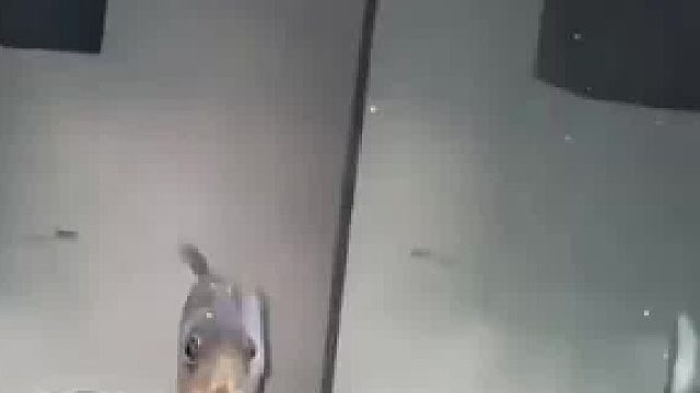 给鱼缸内添加新宠，不料刚入水就阵亡，水都没反应过来！