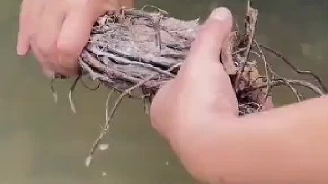 男子晒最强捕河虾武器，正宗鱼藤根乳，对鱼有用吗？