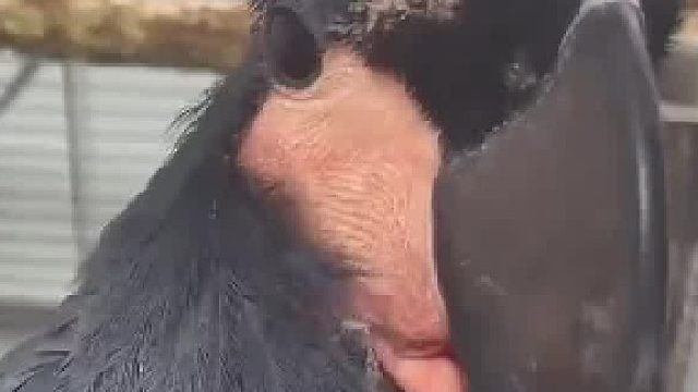 女子想吃夏威夷果 ，让鹦鹉帮忙打开， 鹦鹉用嘴巴轻松搞定