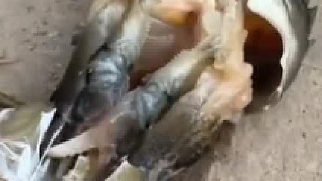 这下好了，壳都不用剥