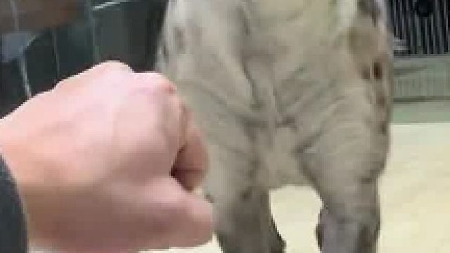 鬣狗：看我装糖阴他一手