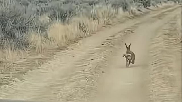 野兔妈妈叼着孩子大逃亡