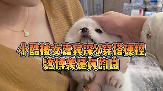 【小小小酷哥】小酷被女嘉賓深V穿搭硬控，這博美是真的白