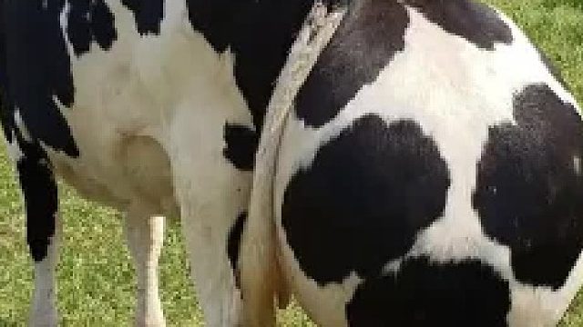 后面这么大一个鼓包，奶牛是得了什么病啊