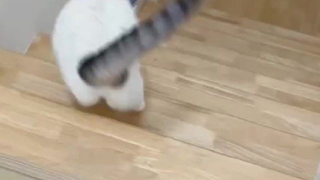 有两种猫会下楼梯：