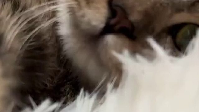 像和小猫在打视频通话