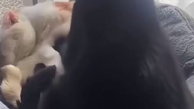 猫师傅正在辛苦制作松软的烤面包！