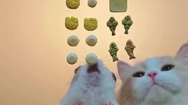 体型大也不一定吃的就多