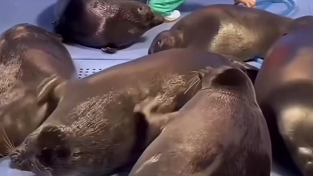 当海豹觉得后背发痒的时候，它们会聚在一起相互帮忙挠背……