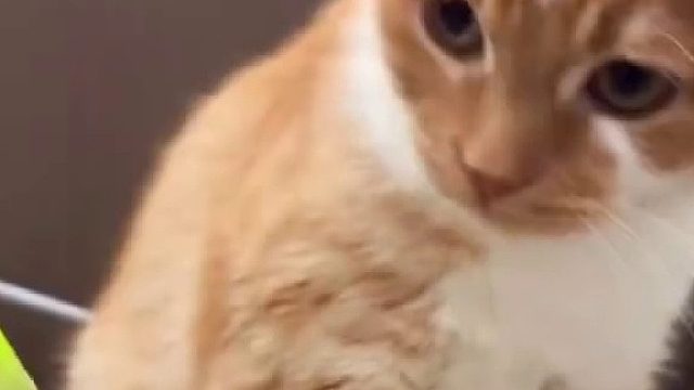 猫咪农民揣全过程