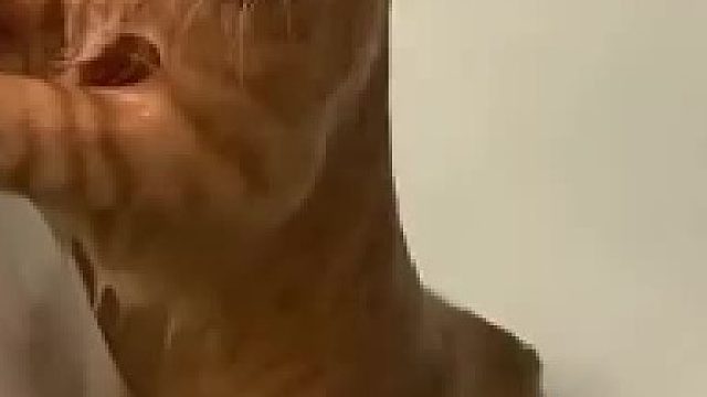 这个猫好像漏气了