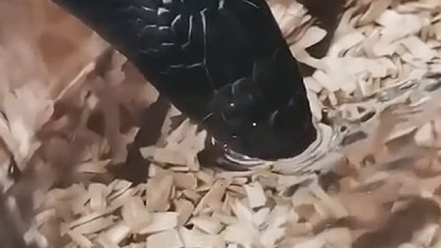 刚喝过水 打喷嚏会吐出来…