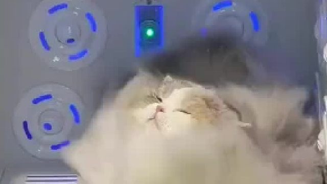 正在被吹干的猫咪真可爱