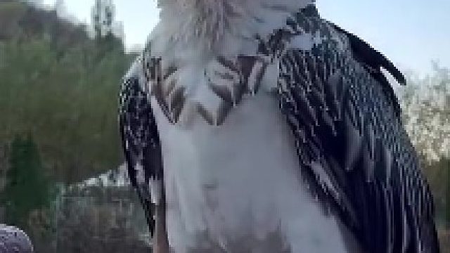 高原清道夫——秃鹫