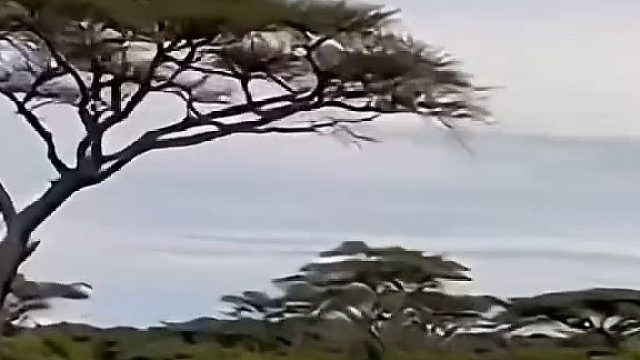 花豹死的老惨了