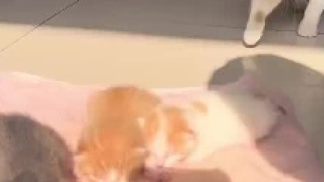 猫妈妈很喜欢女子给它做的猫窝，立马带着孩子搬