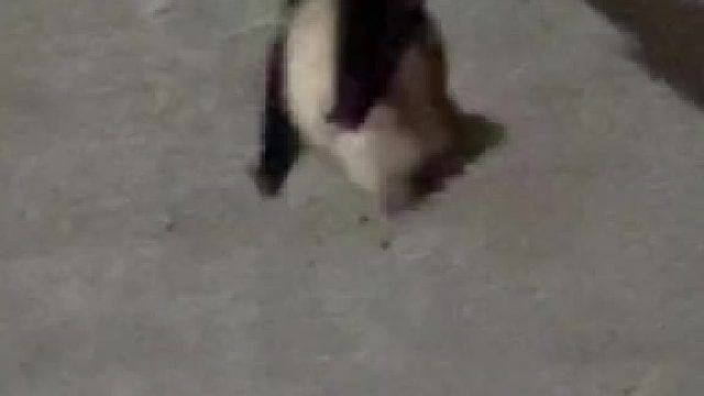 第一次见这么胖的蝙蝠，胖的像个鸡翅包饭！是不是对自己太好了点啊！