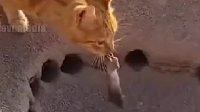 猫咪抓只老鼠放蛇洞，引蛇出洞。