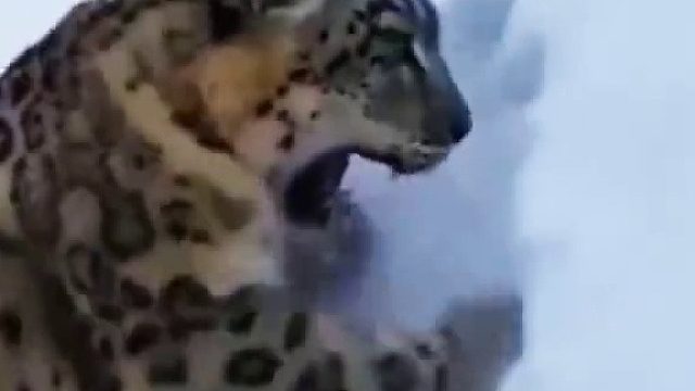 雪豹妈妈得到了男子的帮助，它们最终脱离困境。