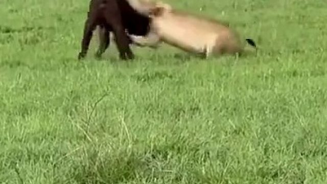 生死对决！狮群围攻小牛，牛妈上演拼死营救大戏