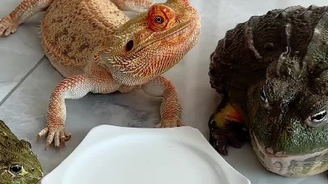 这老三太逗了，这大体格子忽悠一下，就跳盘子里了、这俩家伙是一点机会不给老黄，全程老黄干瞪眼一口没捞着